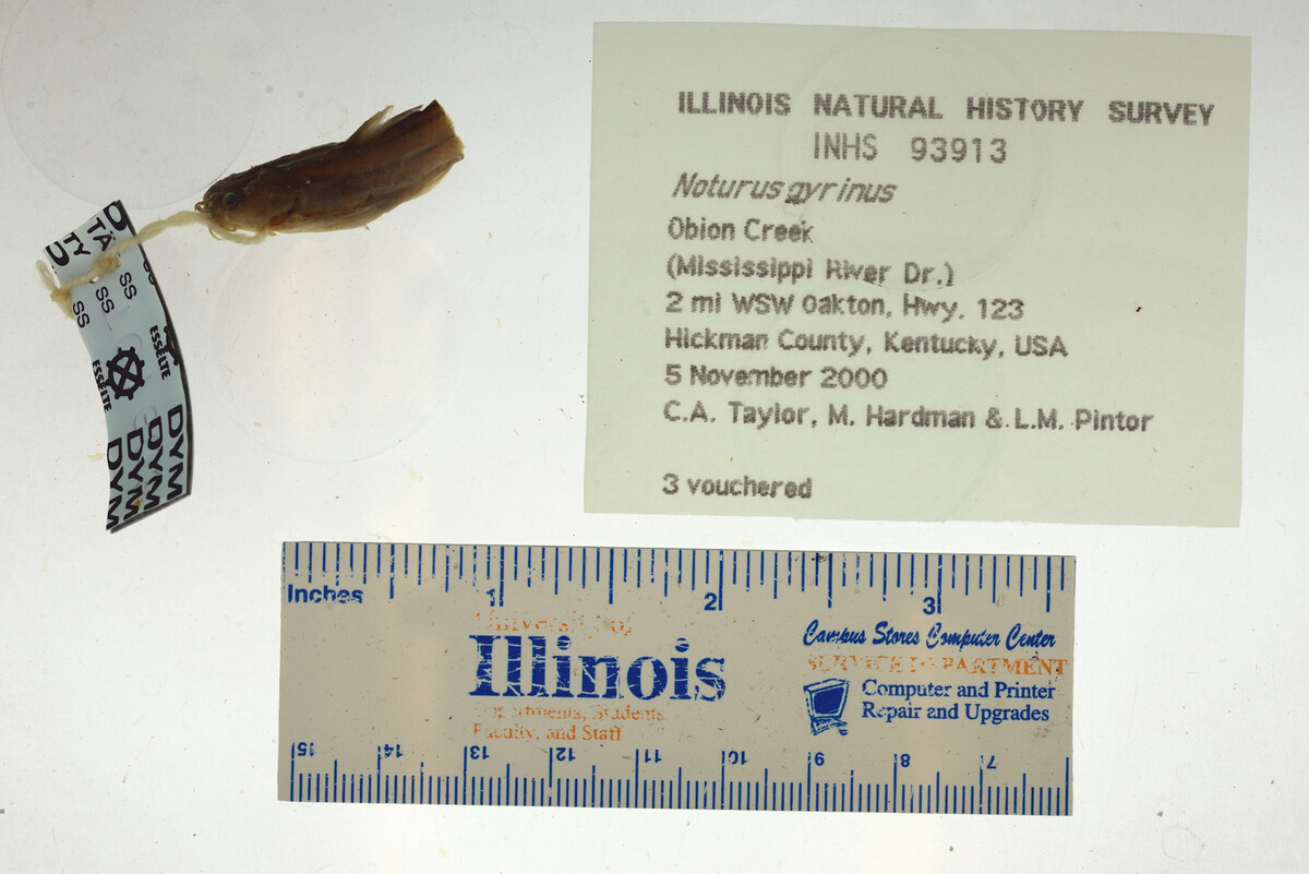 Noturus gyrinus image