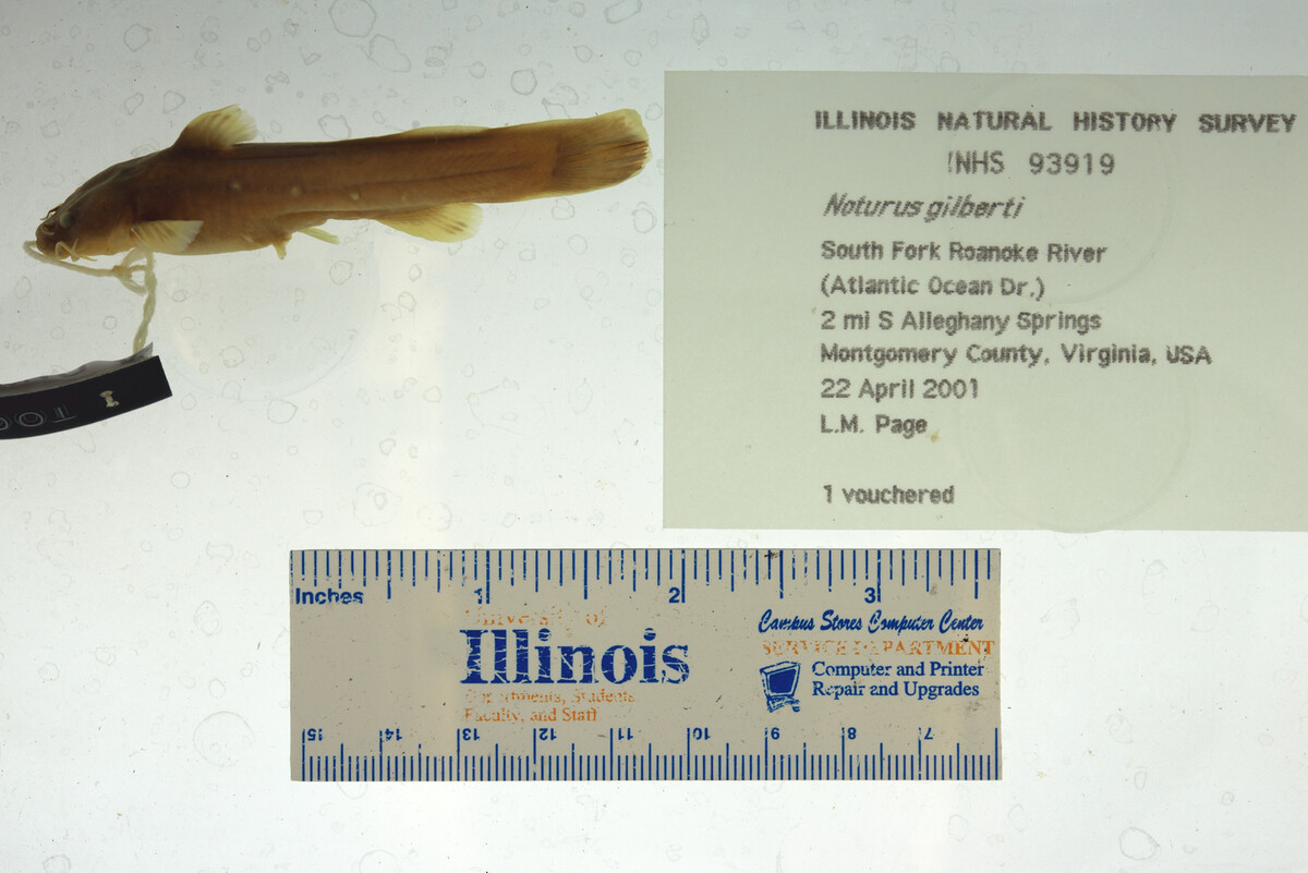 Noturus gilberti image