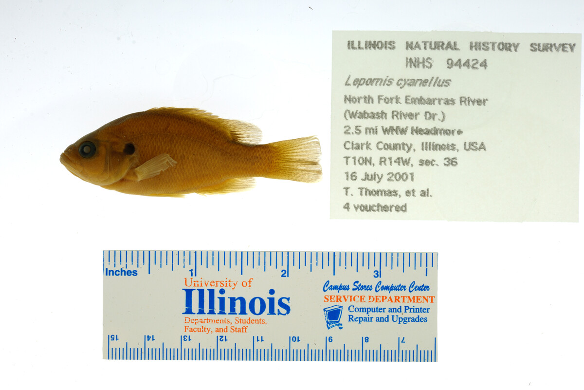 Lepomis cyanellus image