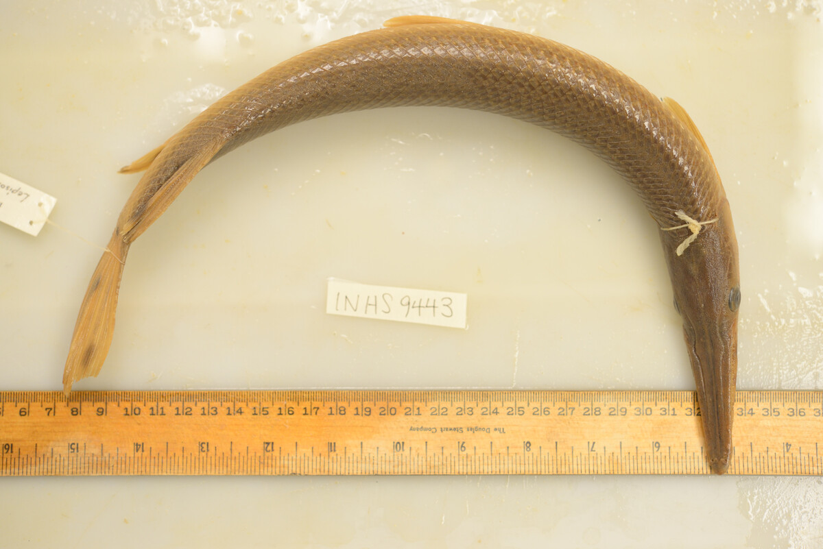 Lepisosteus image