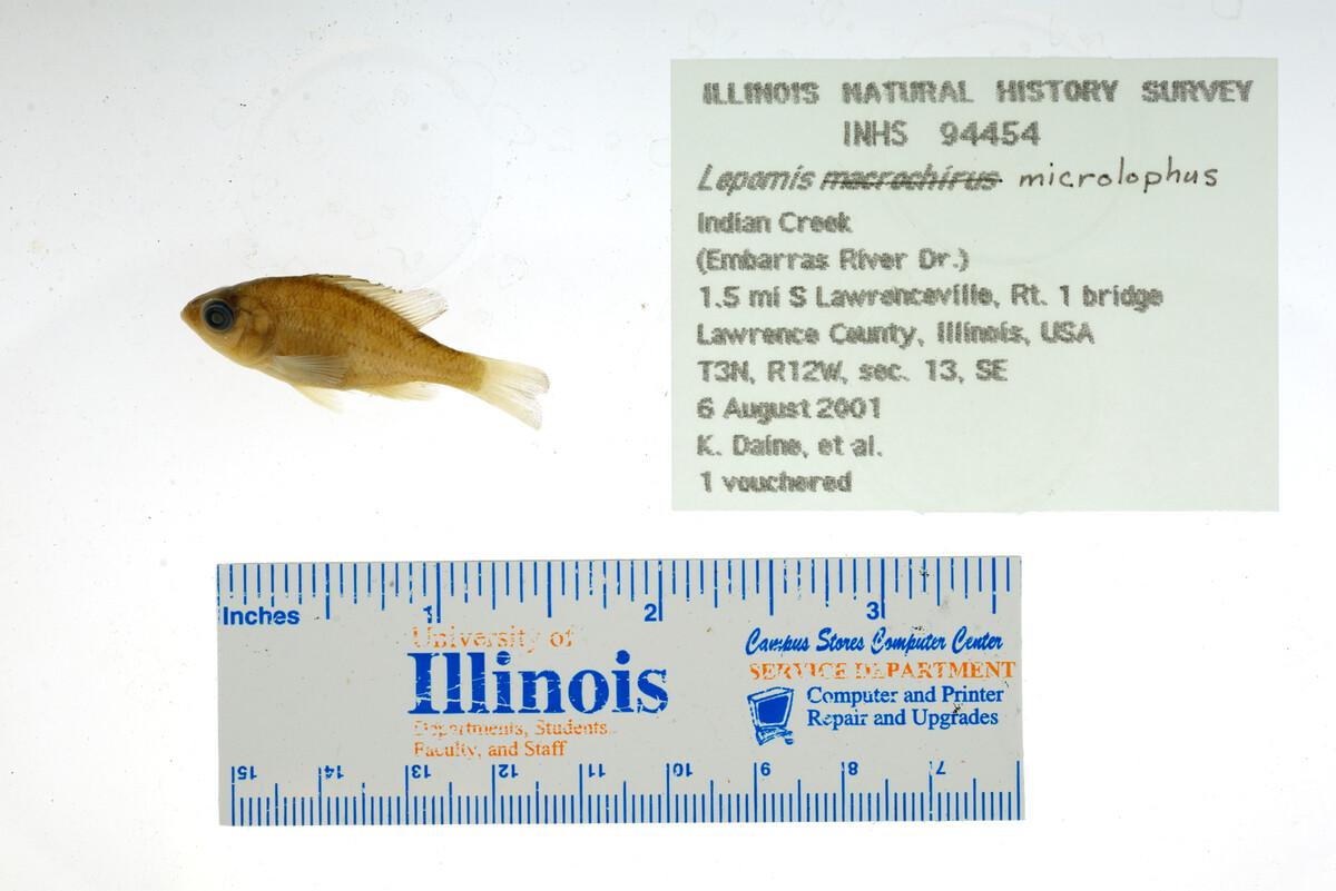 Lepomis microlophus image