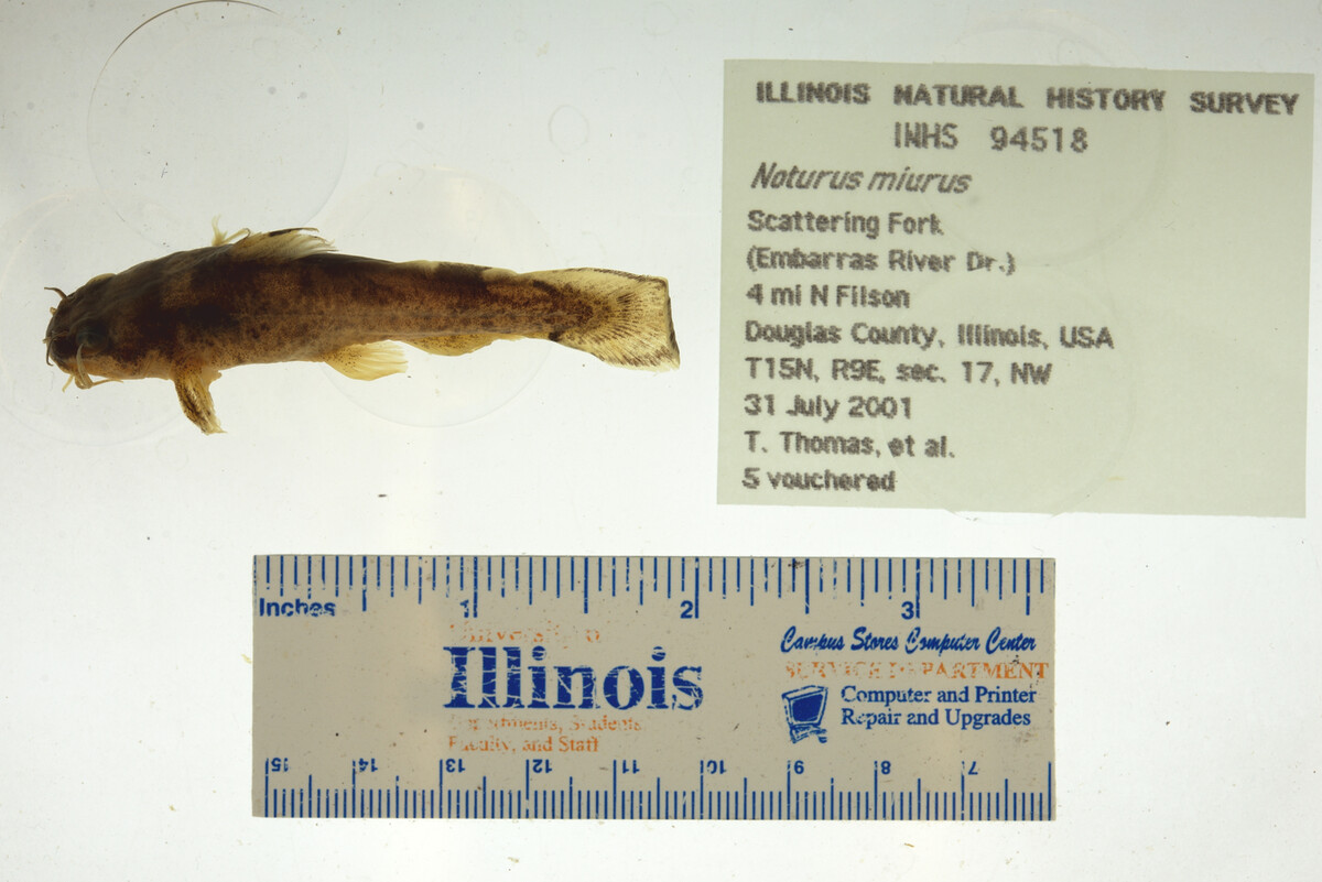 Noturus miurus image
