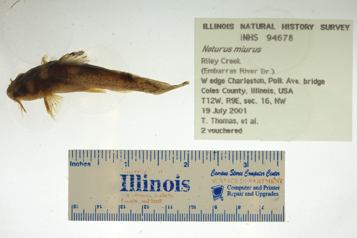 Noturus miurus image