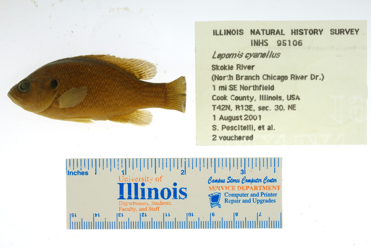 Lepomis cyanellus image