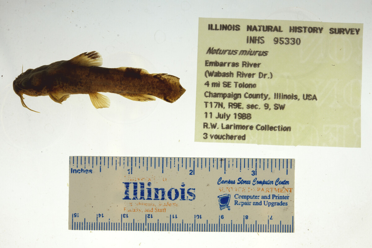 Noturus miurus image