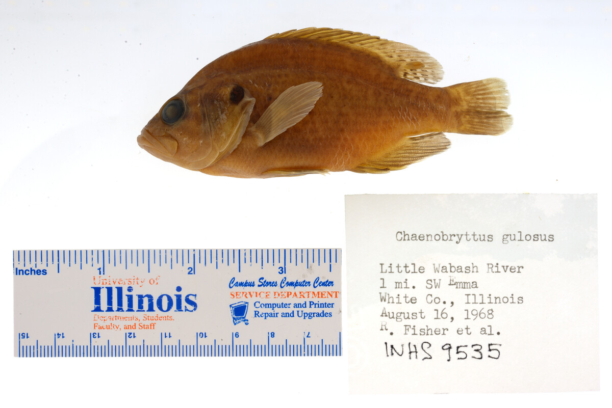 Lepomis gulosus image