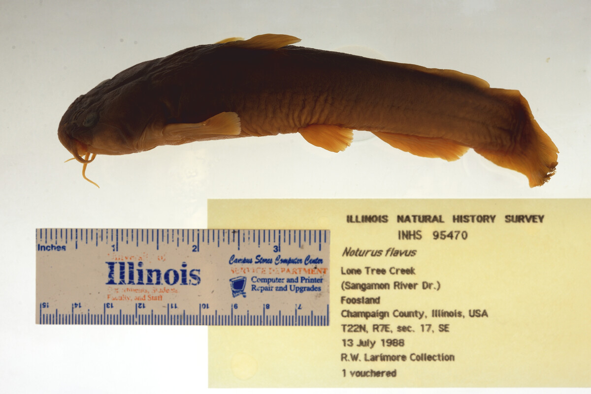 Noturus flavus image