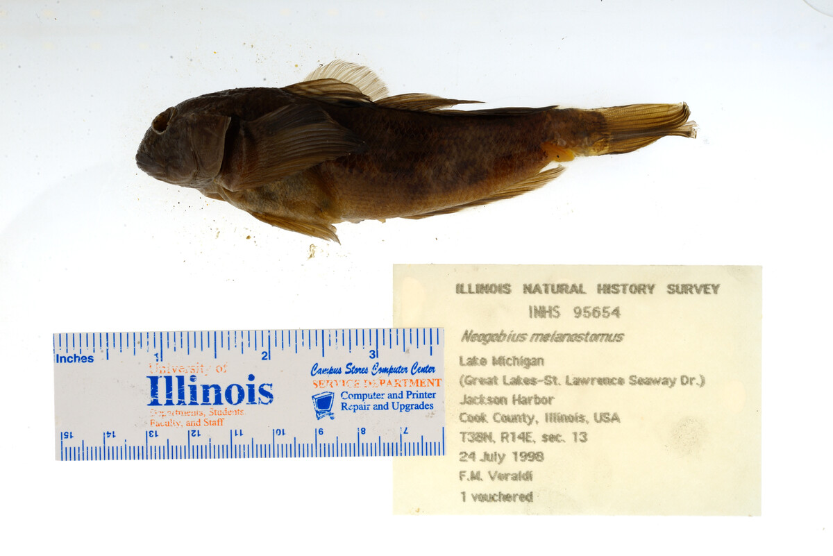 Neogobius melanostomus image