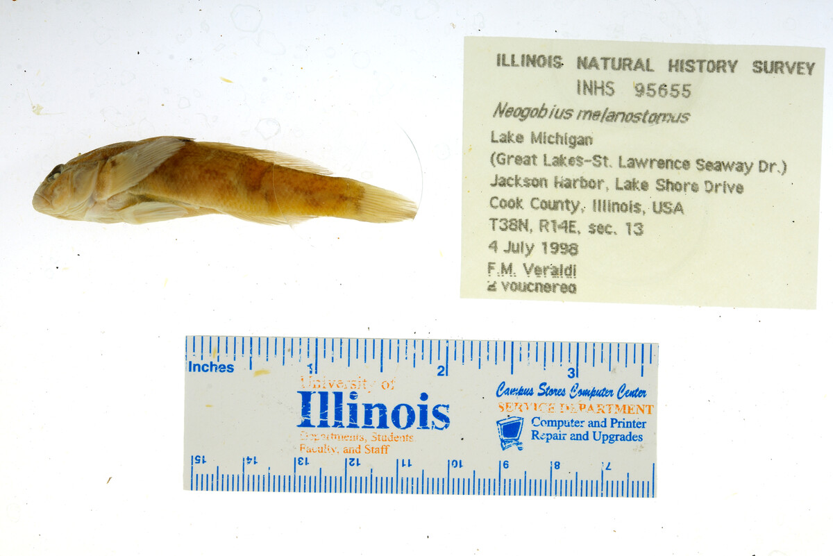 Neogobius image