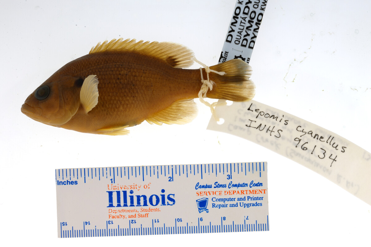 Lepomis image