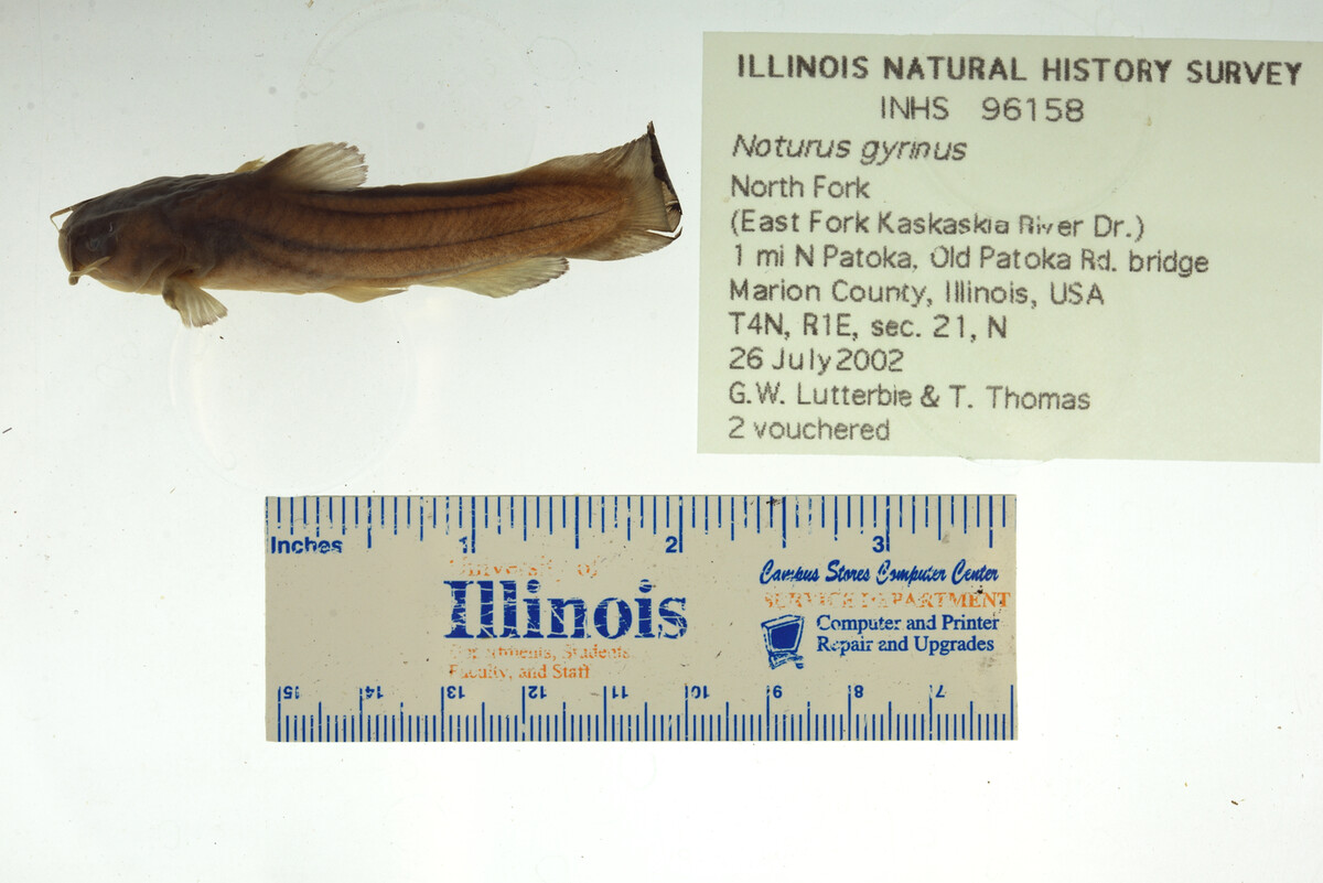 Noturus gyrinus image