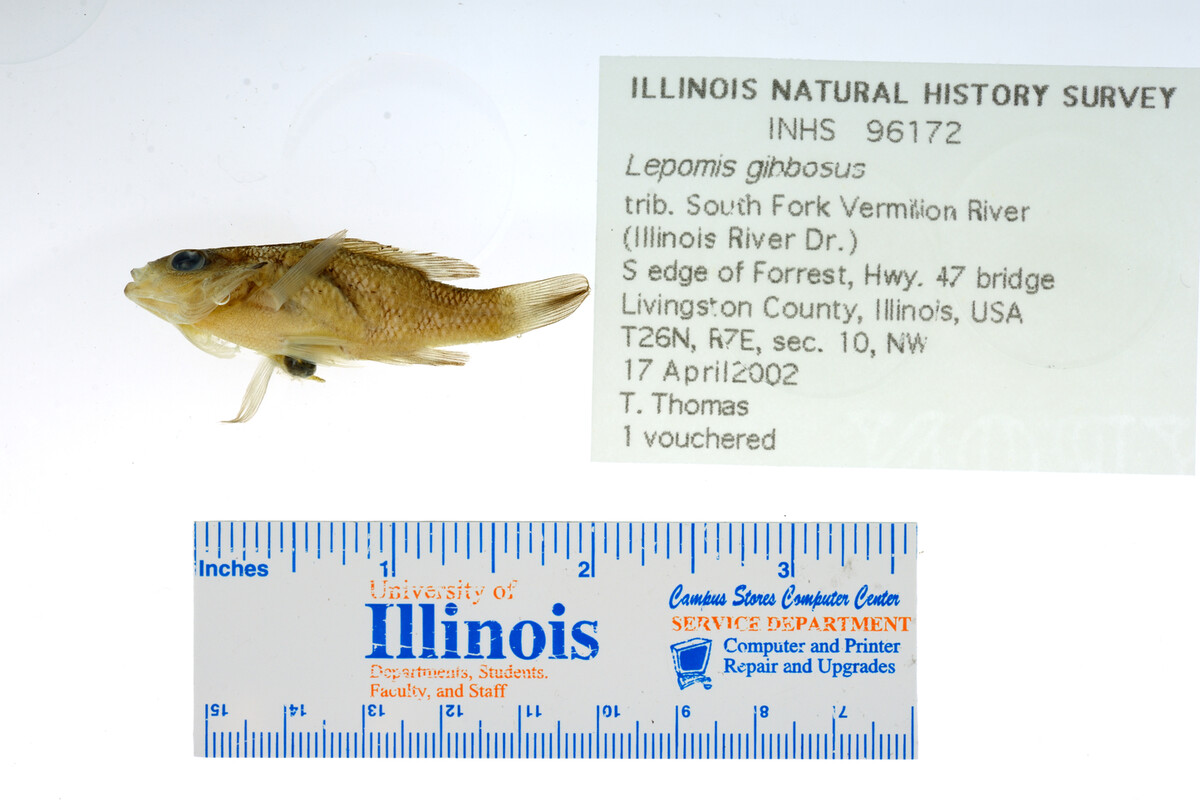 Lepomis gibbosus image