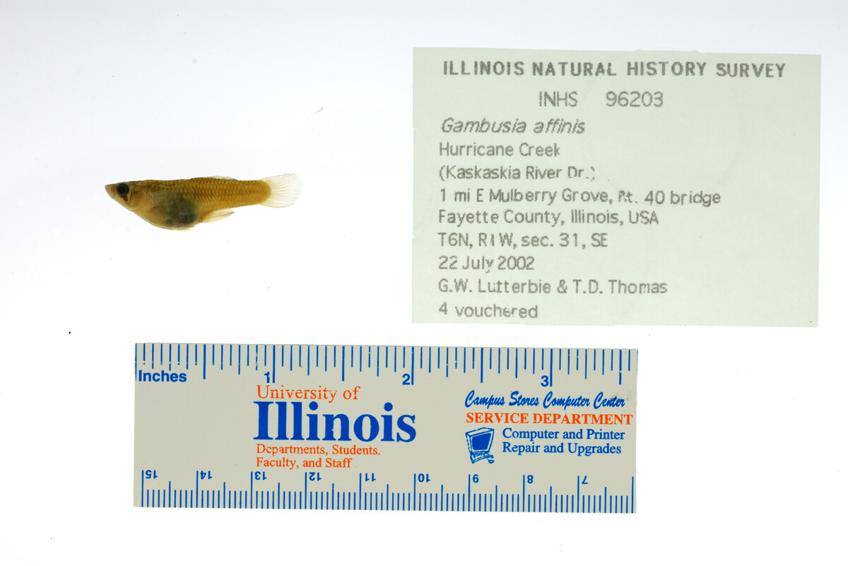 Gambusia affinis image