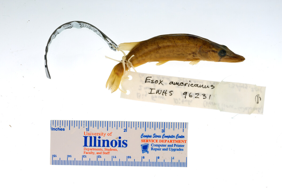 Esox americanus image
