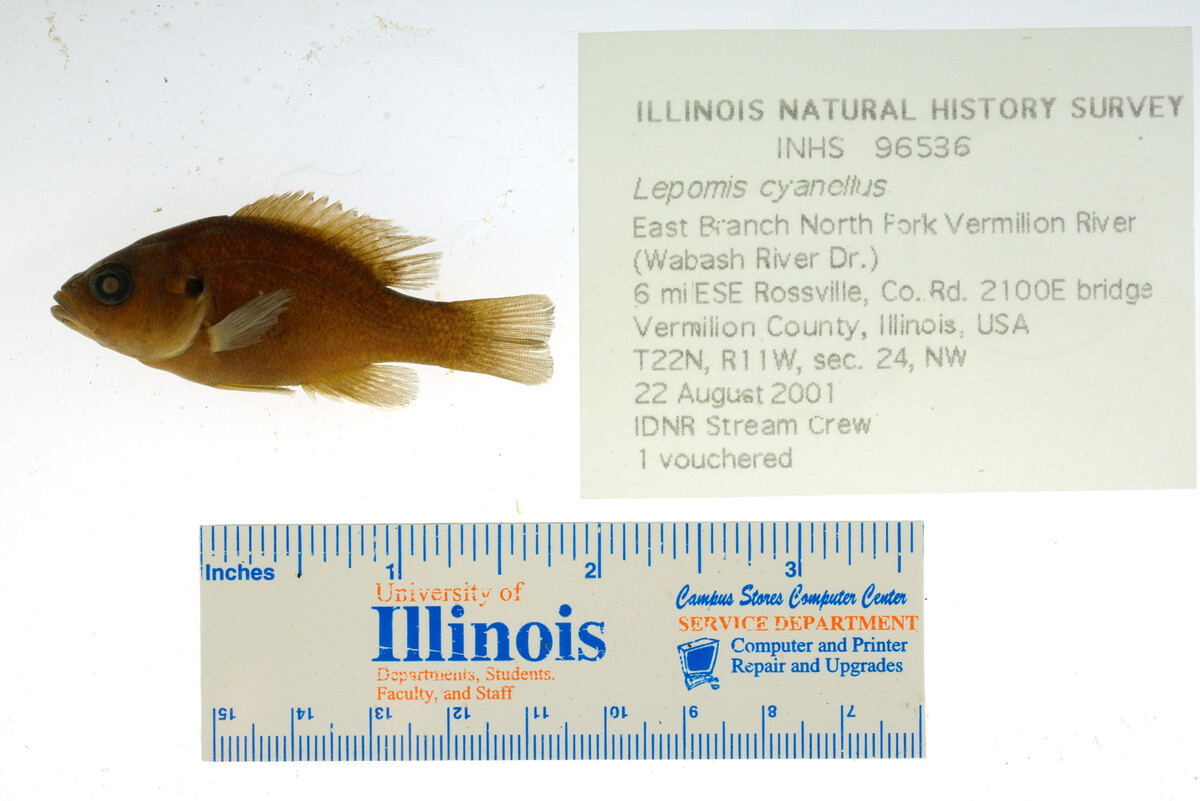 Lepomis cyanellus image