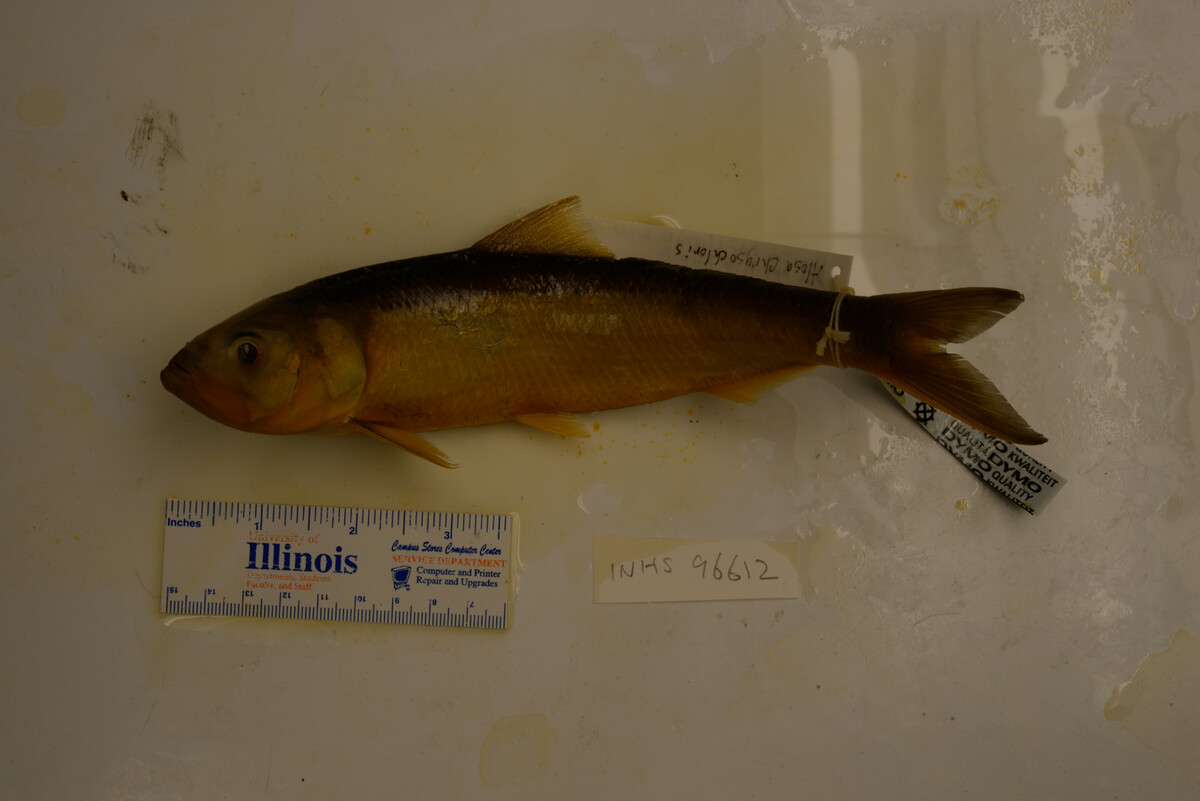 Alosa chrysochloris image