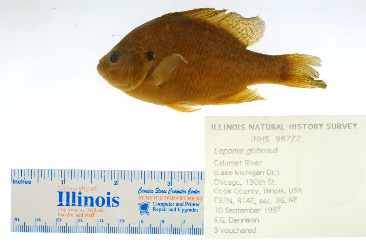 Lepomis gibbosus image