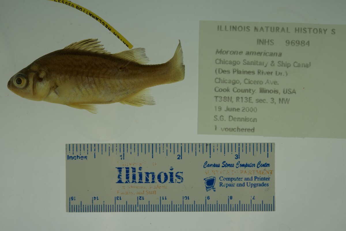 Morone americana image