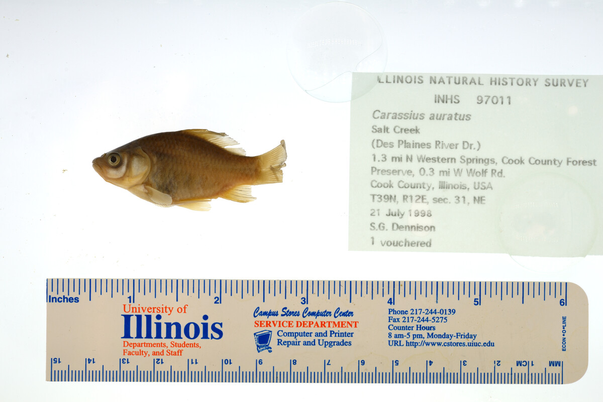 Carassius auratus image