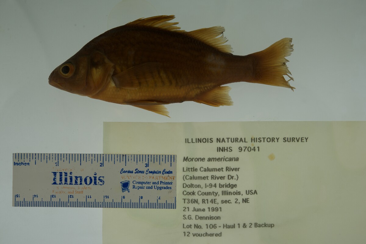 Morone americana image