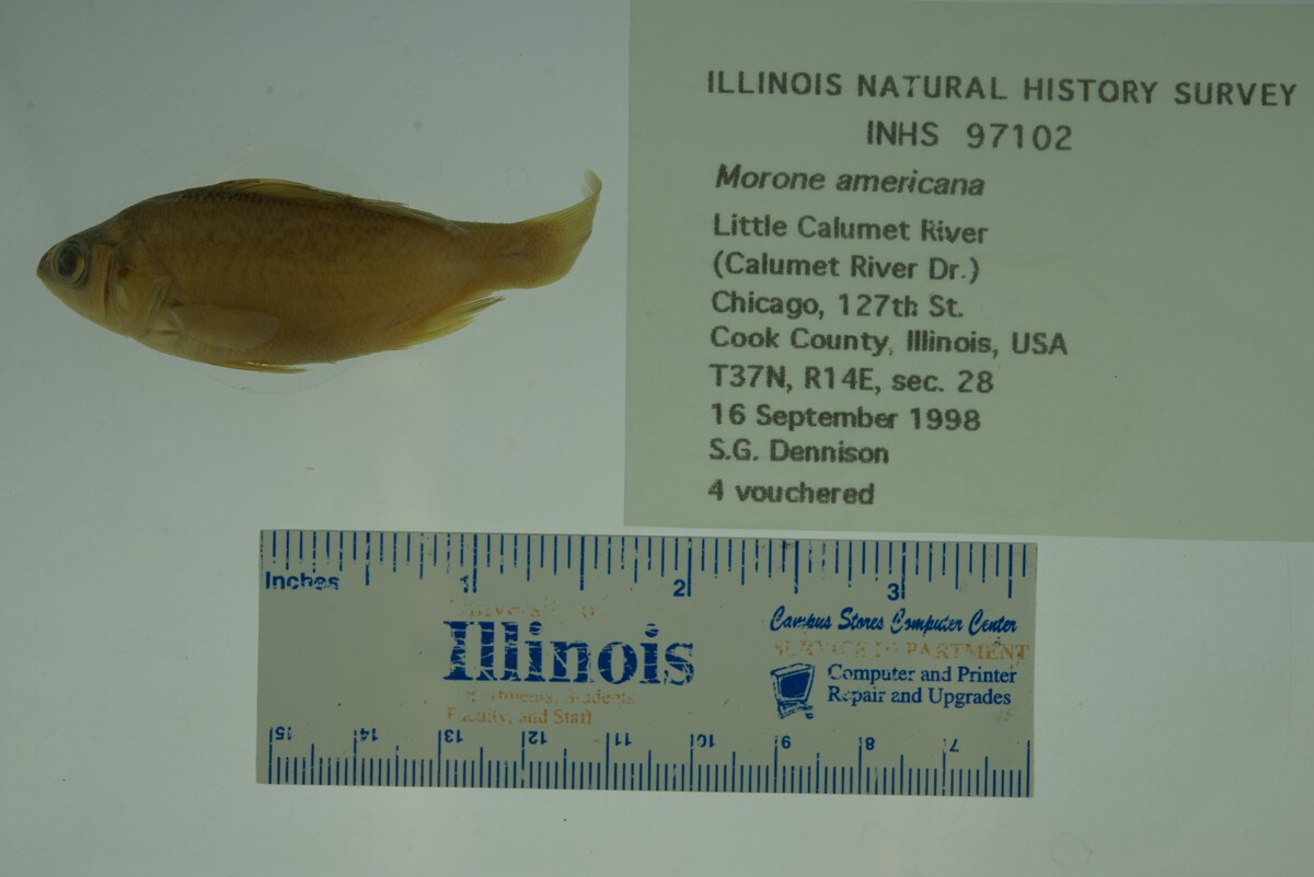 Morone americana image