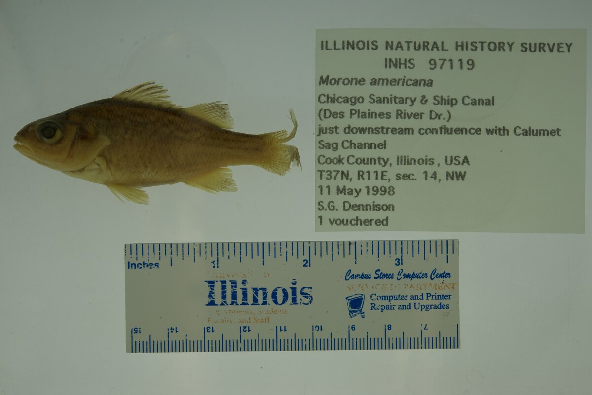 Morone americana image