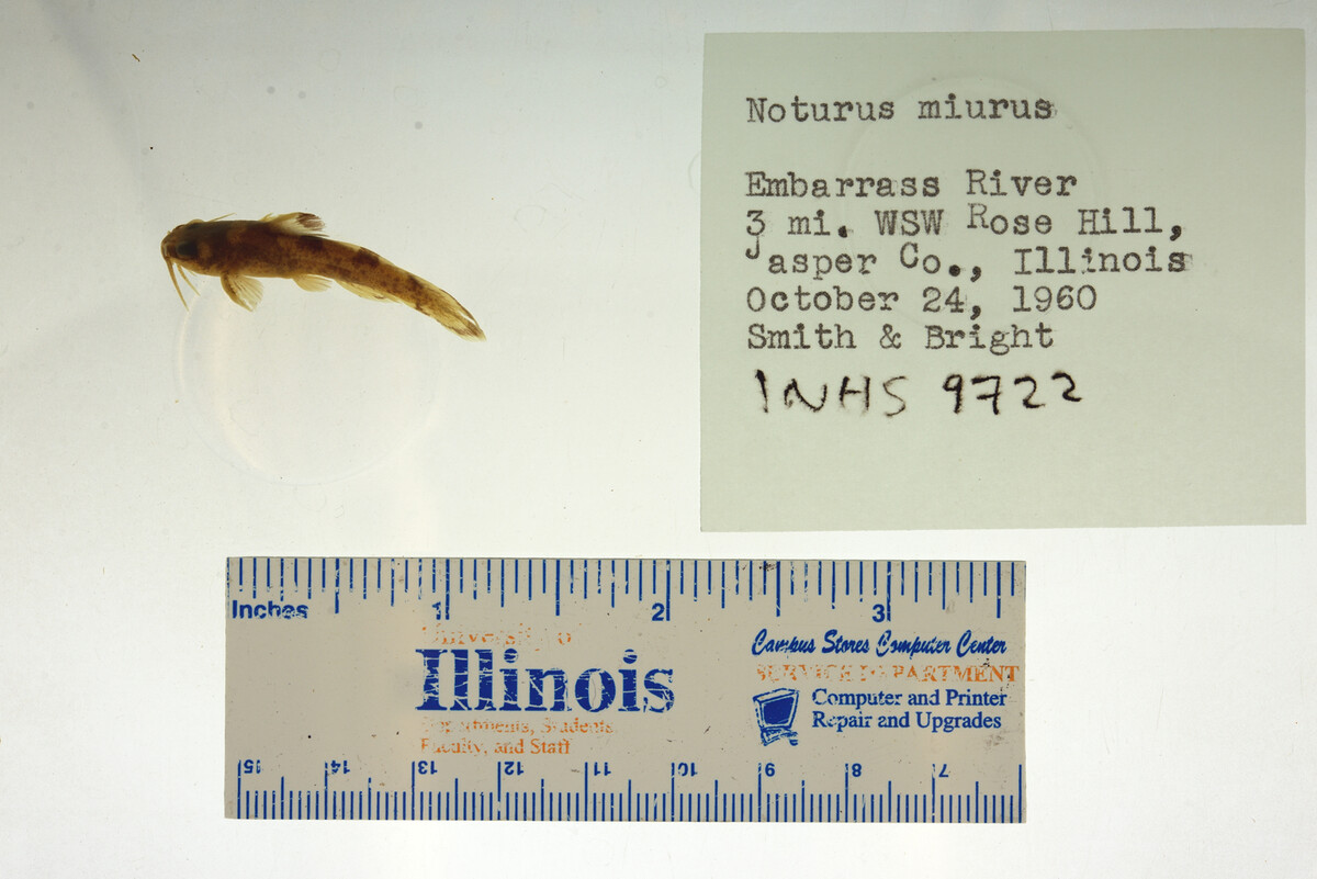 Noturus miurus image