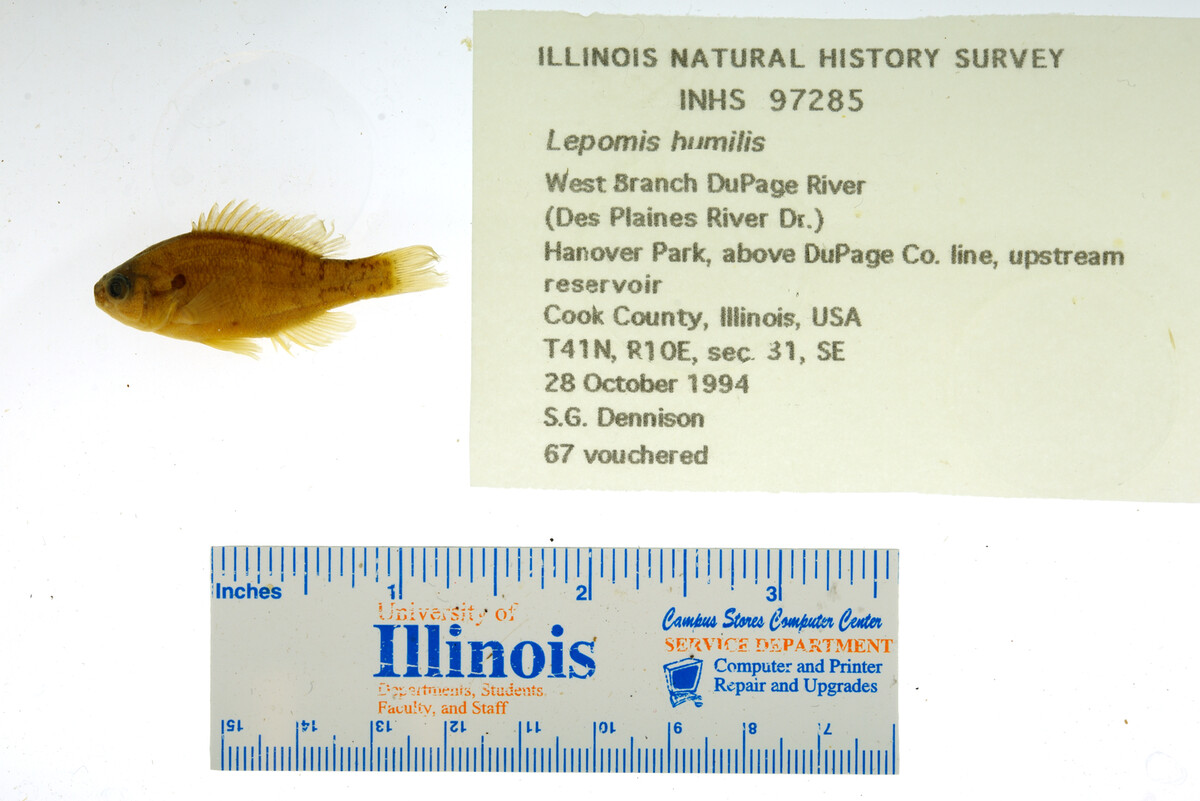 Lepomis humilis image