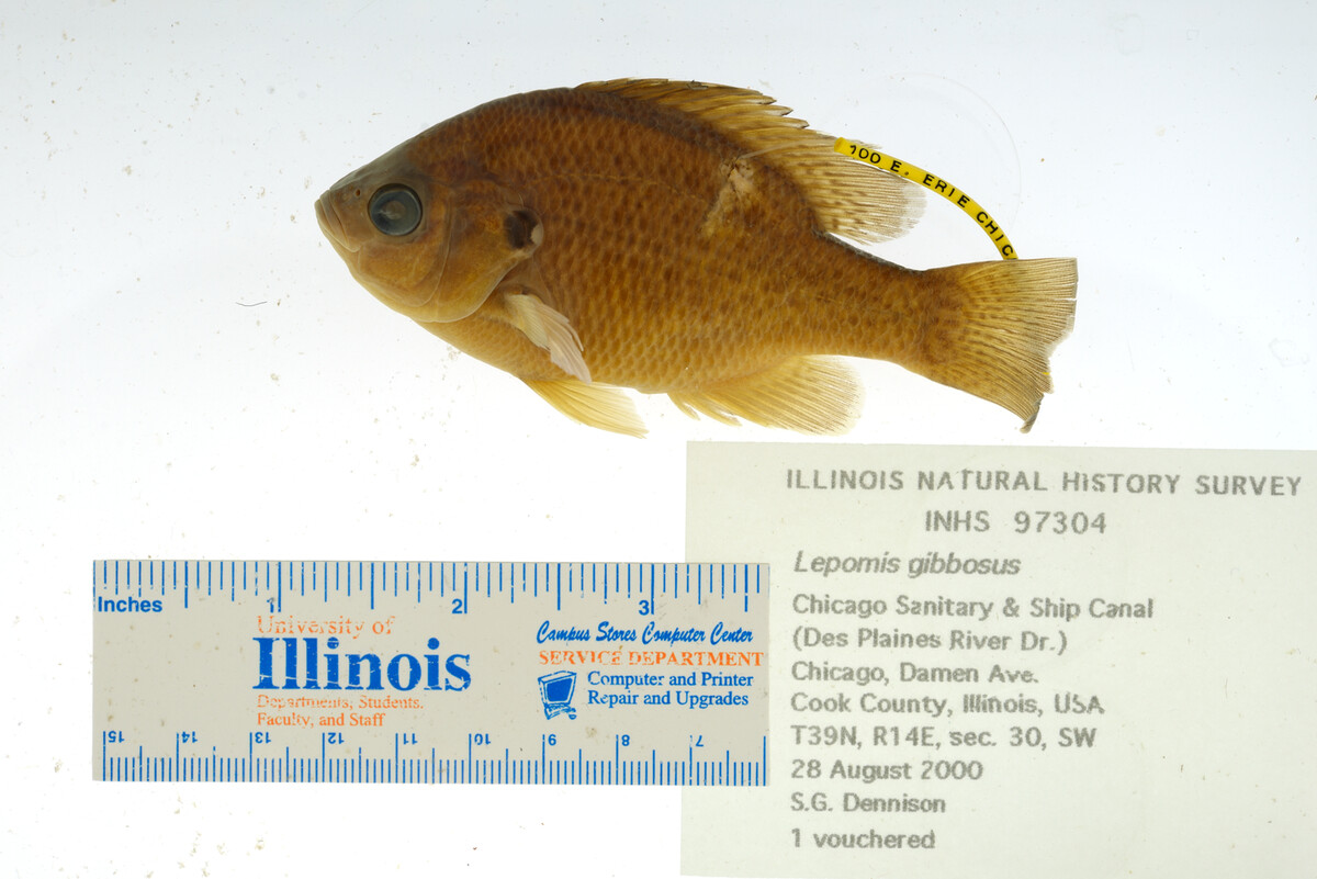 Lepomis gibbosus image