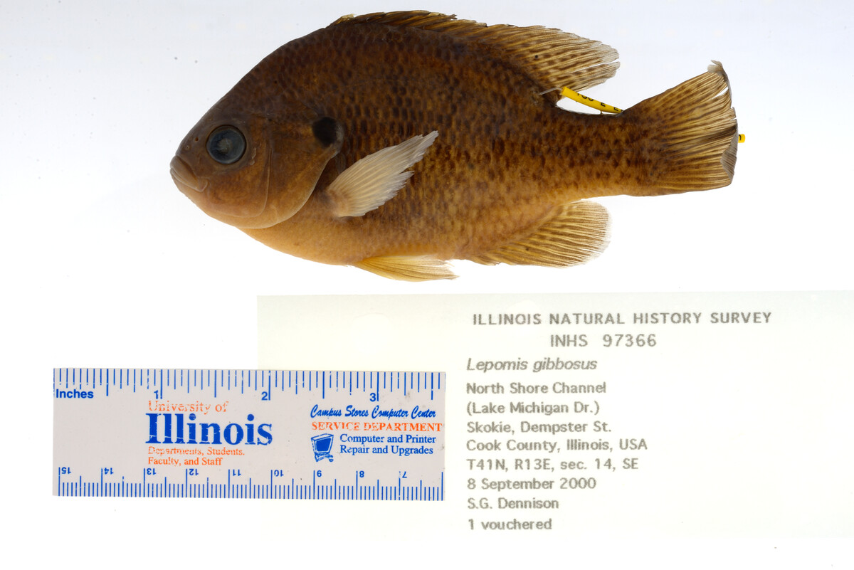 Lepomis gibbosus image