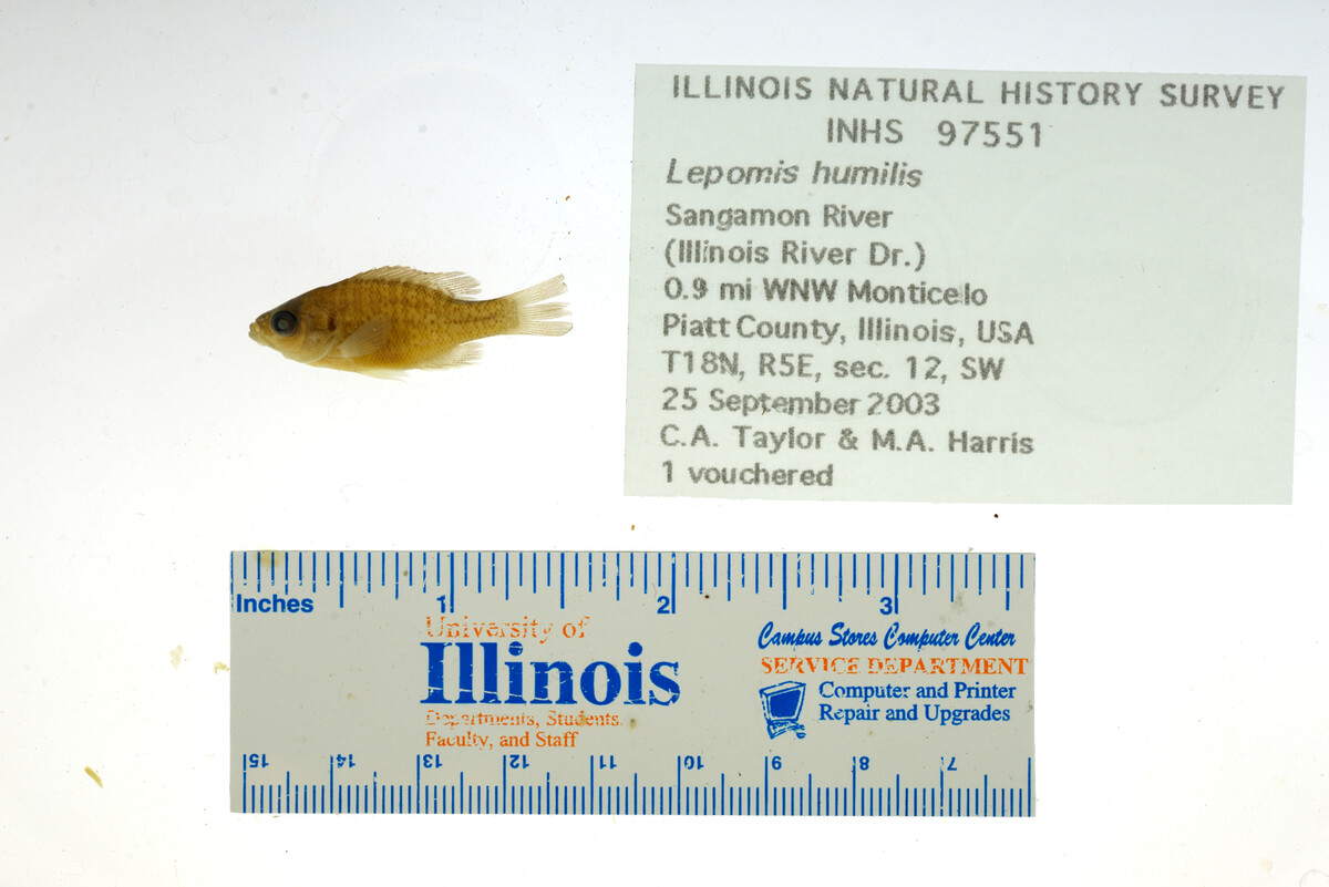 Lepomis humilis image