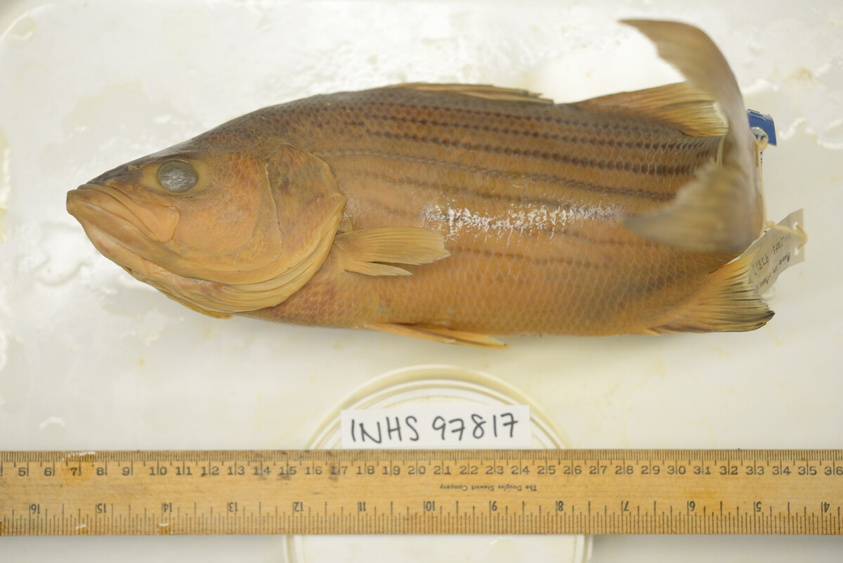 Morone saxatilis image