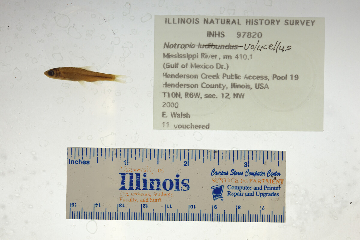 Notropis volucellus image