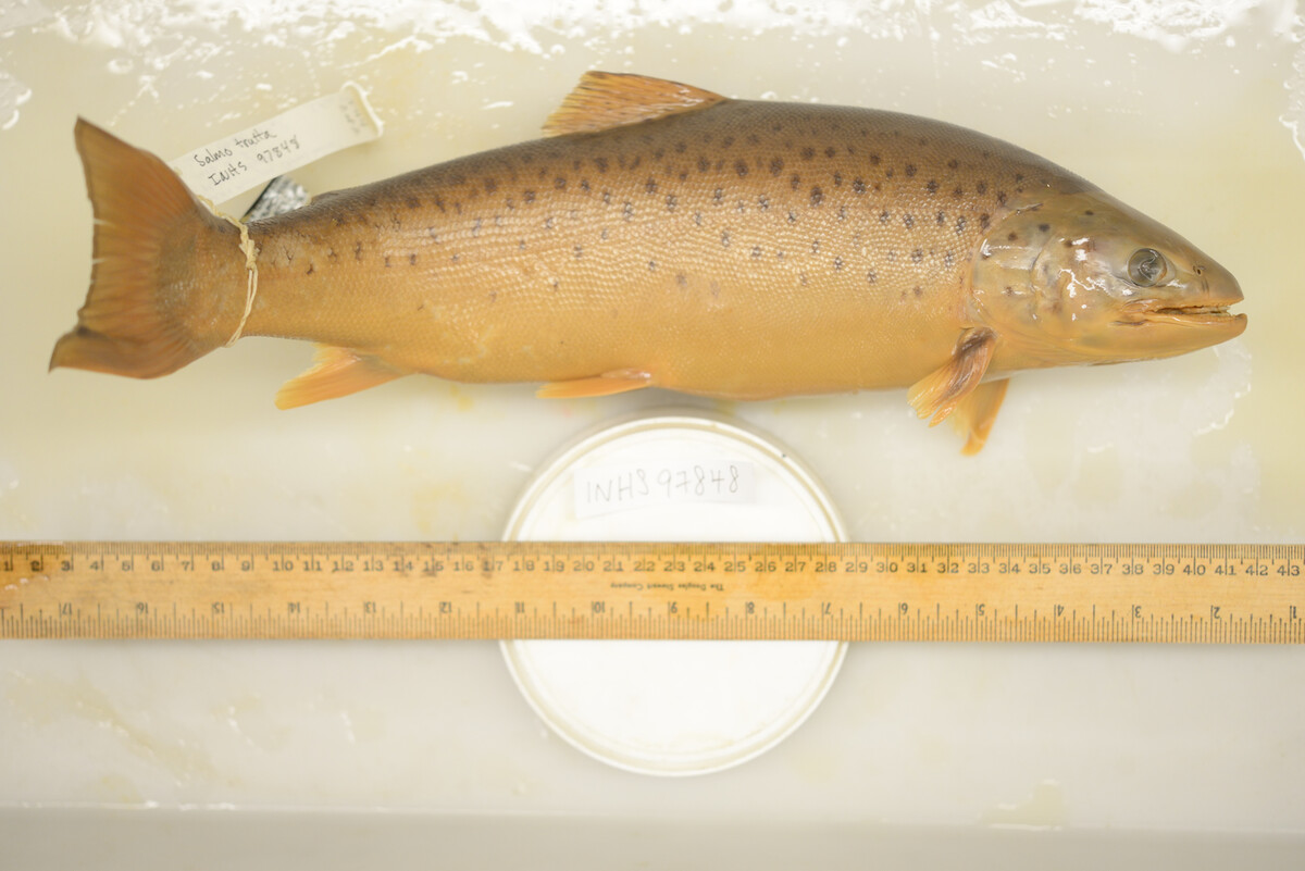 Salmo image