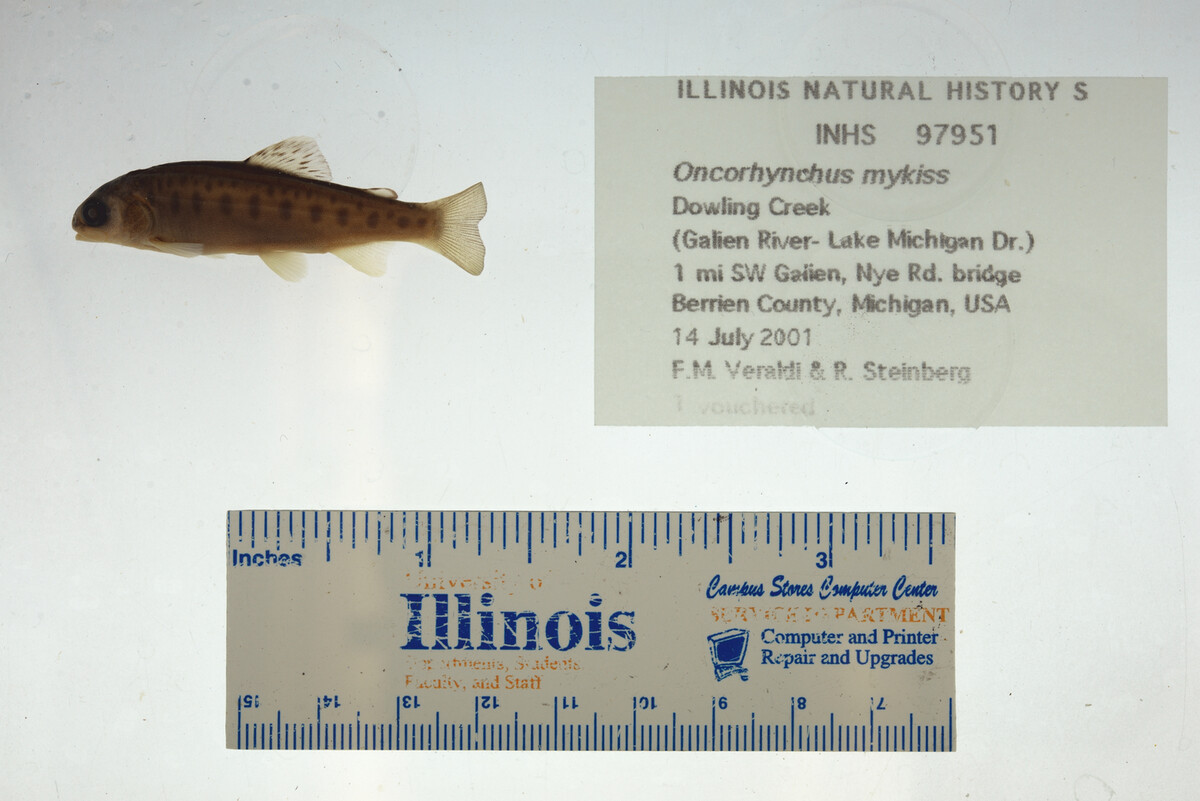 Oncorhynchus mykiss image