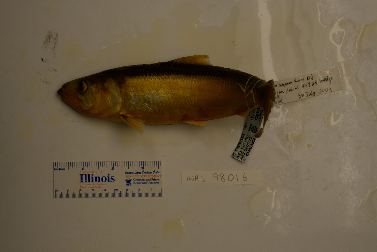 Clupeidae image