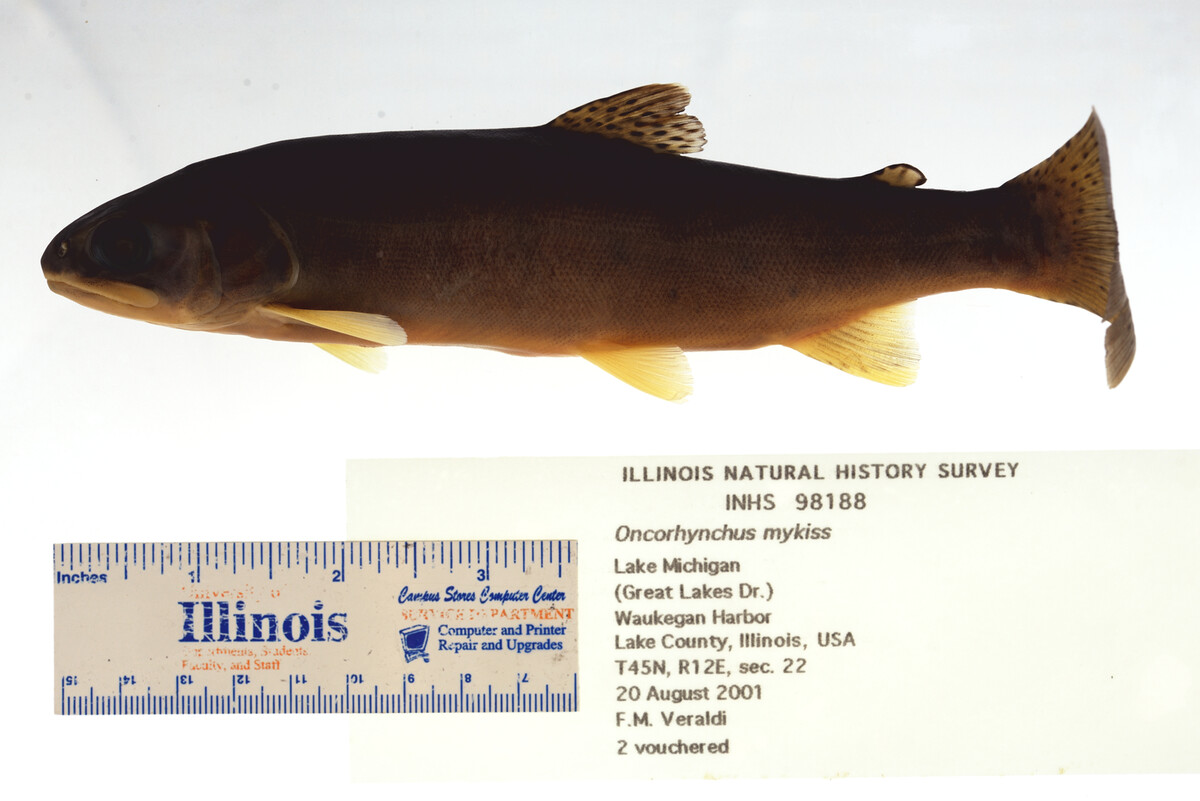 Oncorhynchus mykiss image