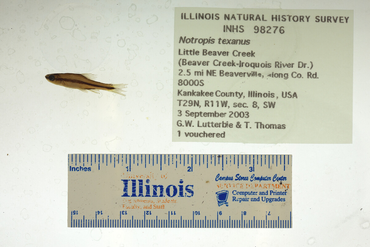 Notropis texanus image