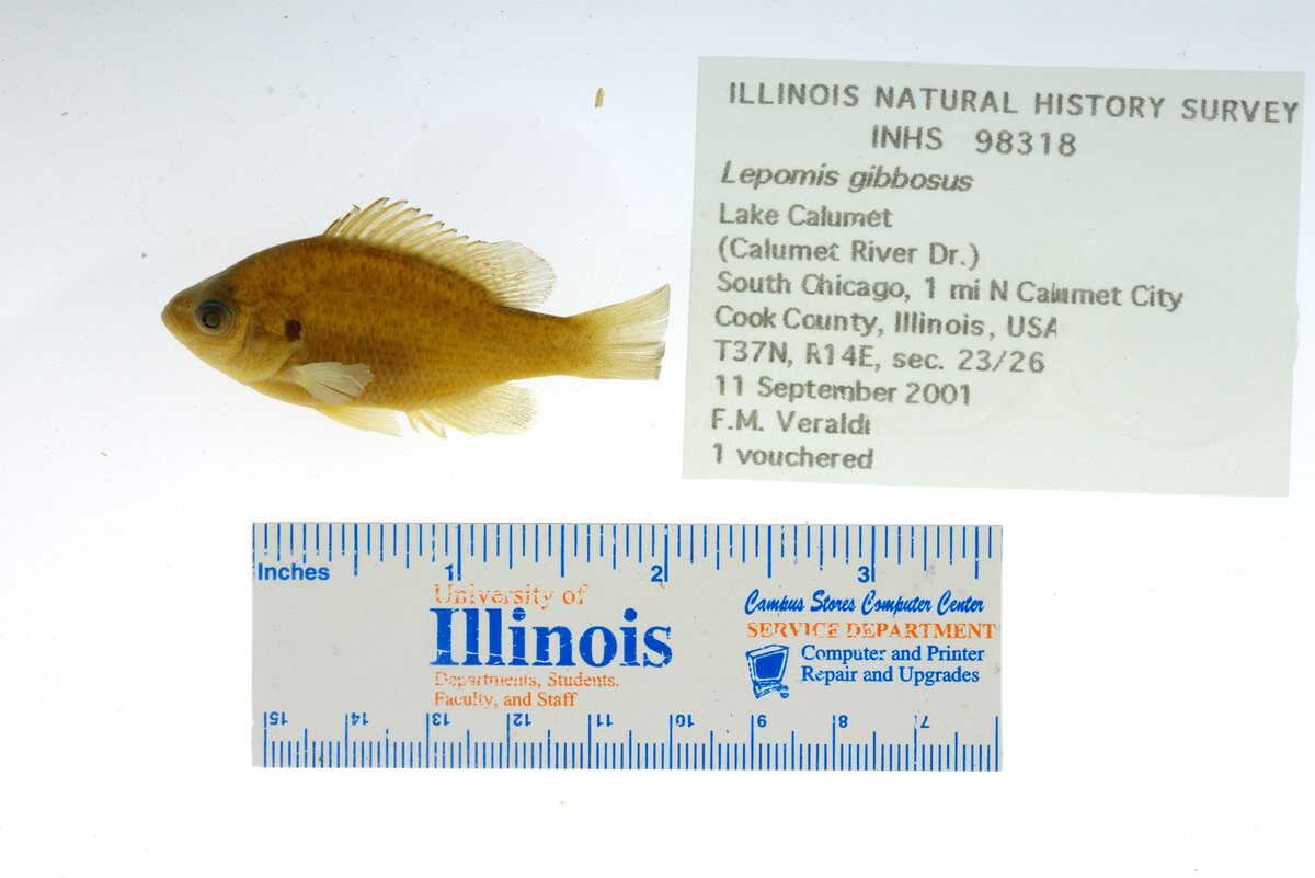 Lepomis gibbosus image