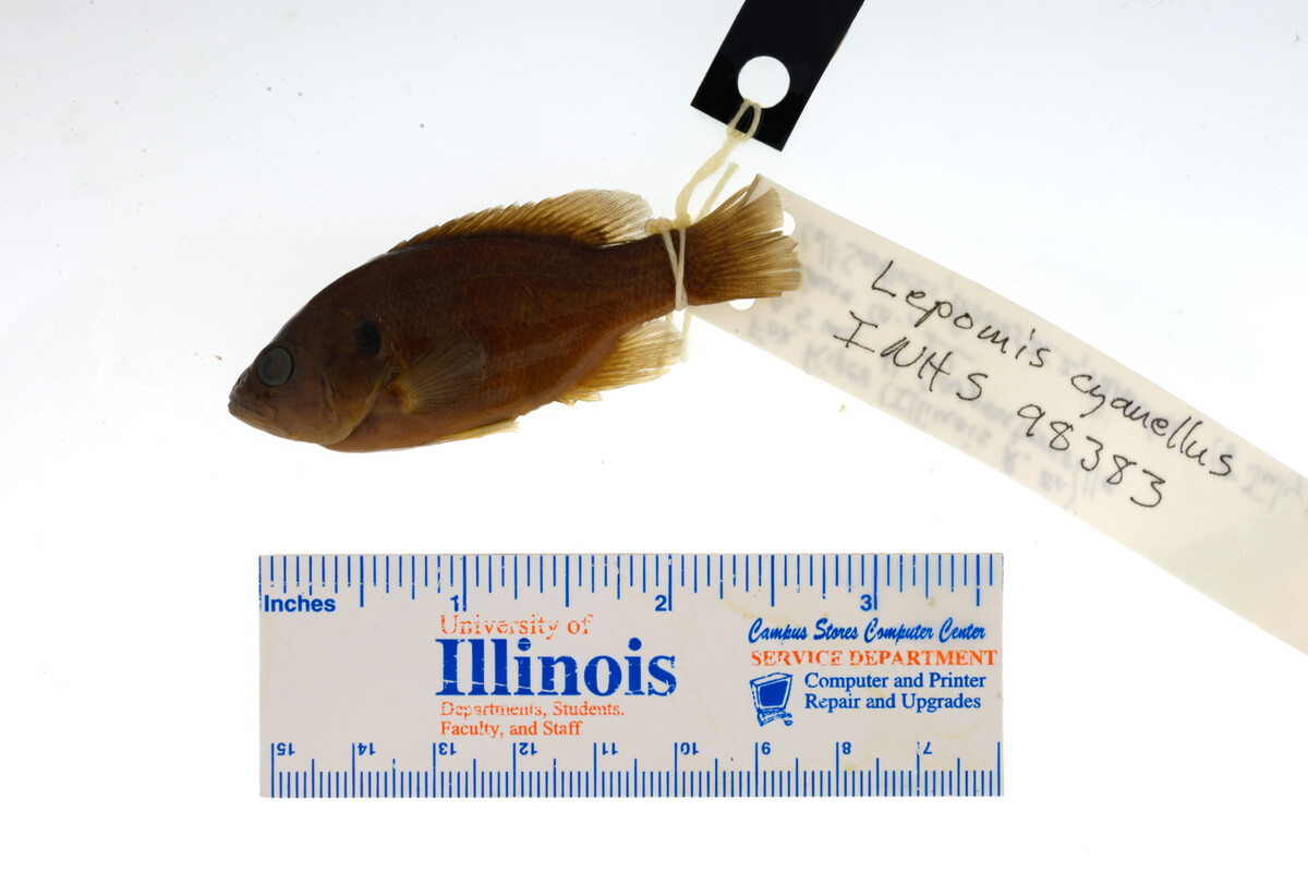 Lepomis cyanellus image