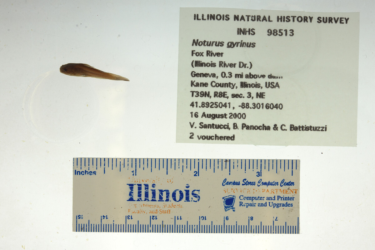 Noturus gyrinus image