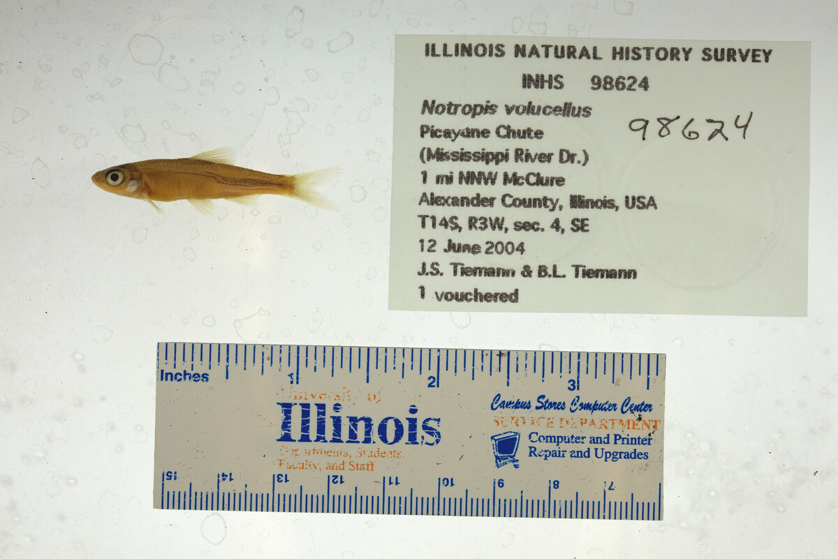 Notropis volucellus image
