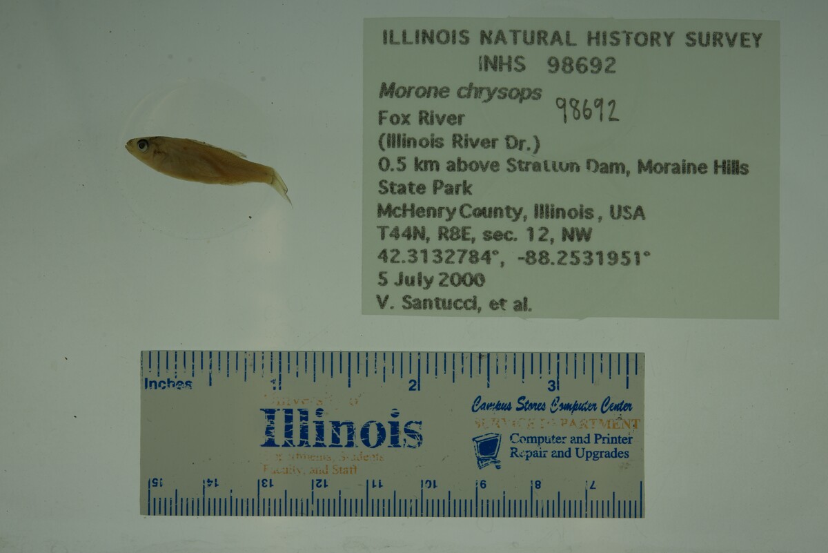 Morone chrysops image