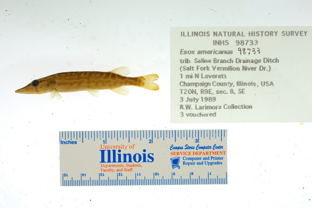 Esox americanus image
