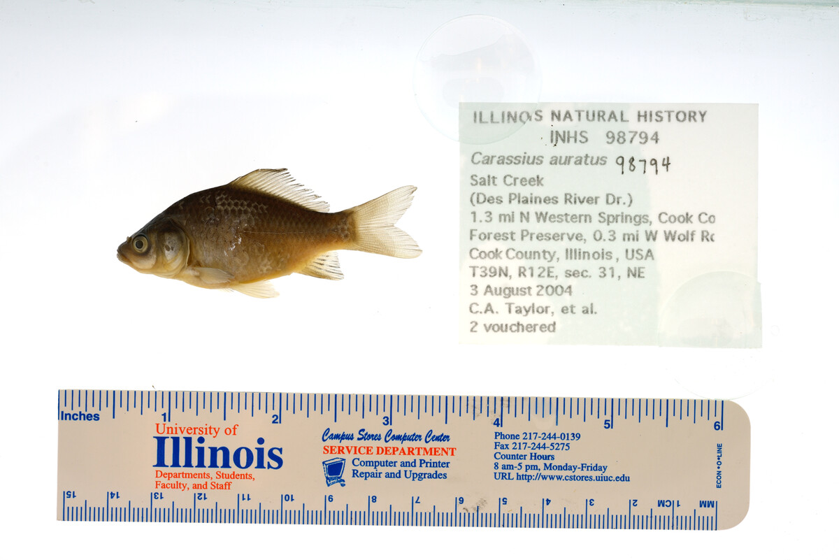 Carassius auratus image