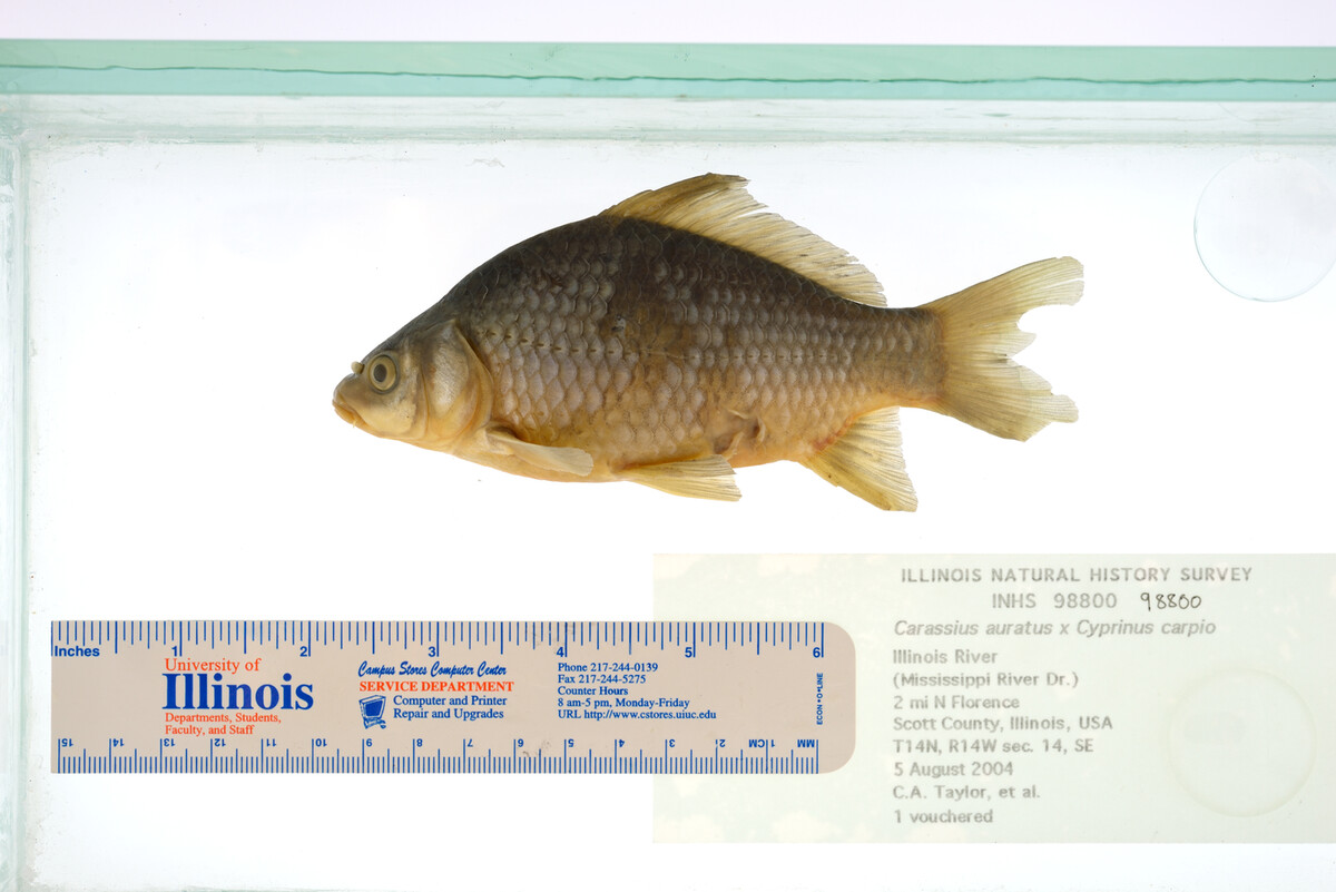 Carassius auratus image