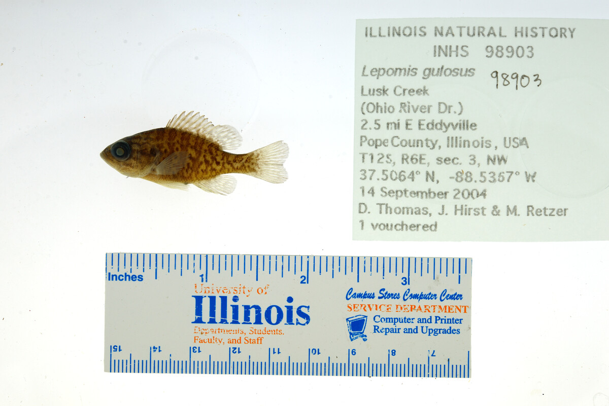 Lepomis gulosus image