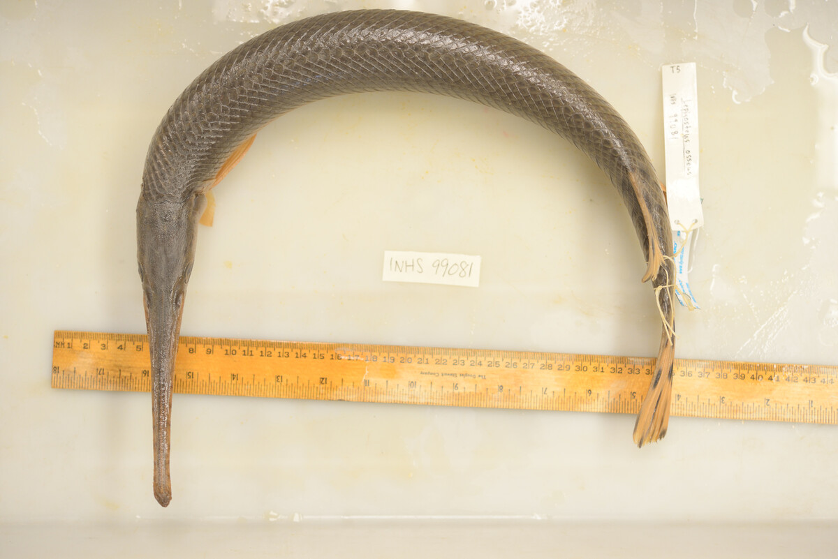 Lepisosteus osseus image