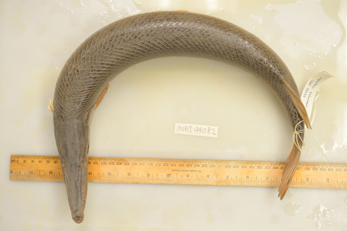 Lepisosteus platostomus image