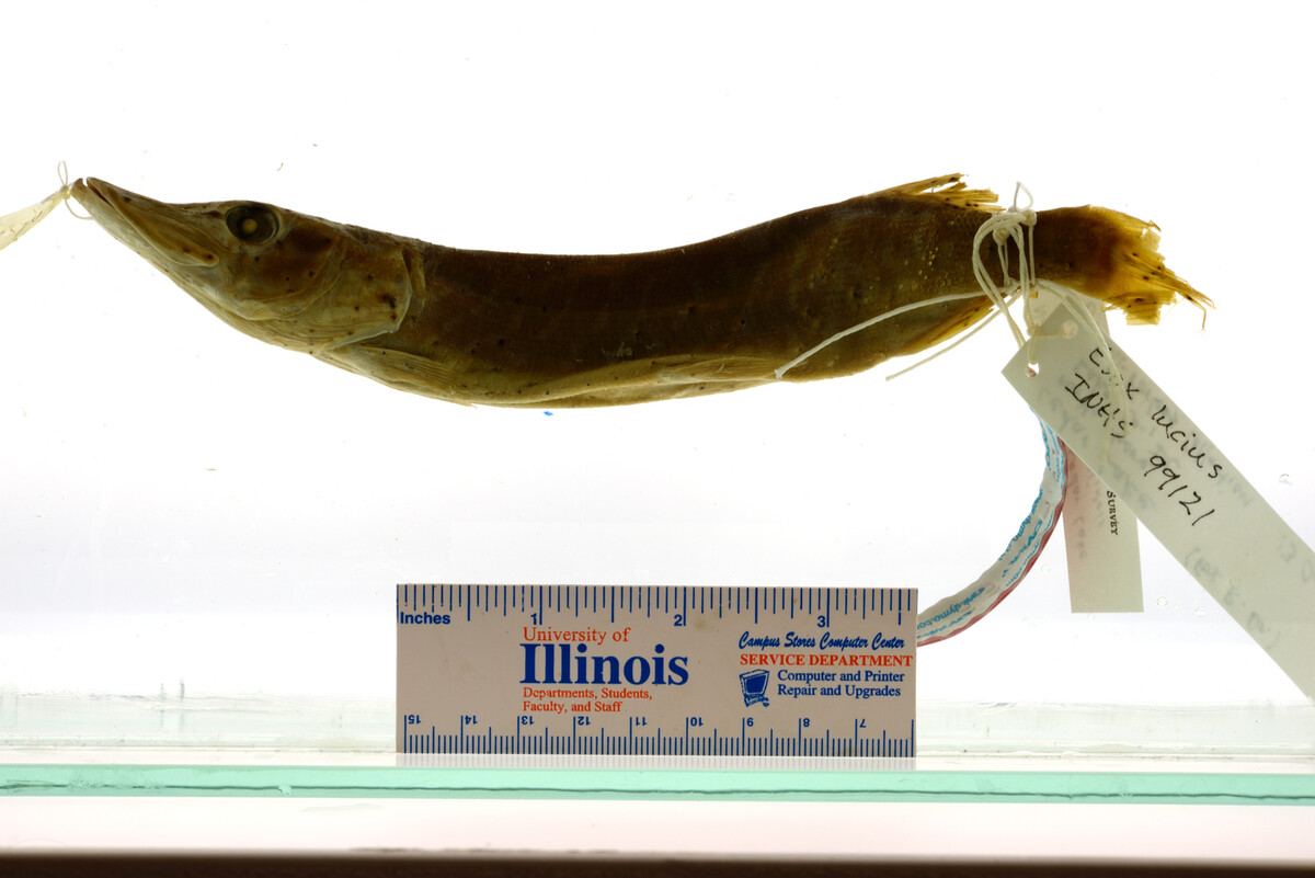 Esox lucius image